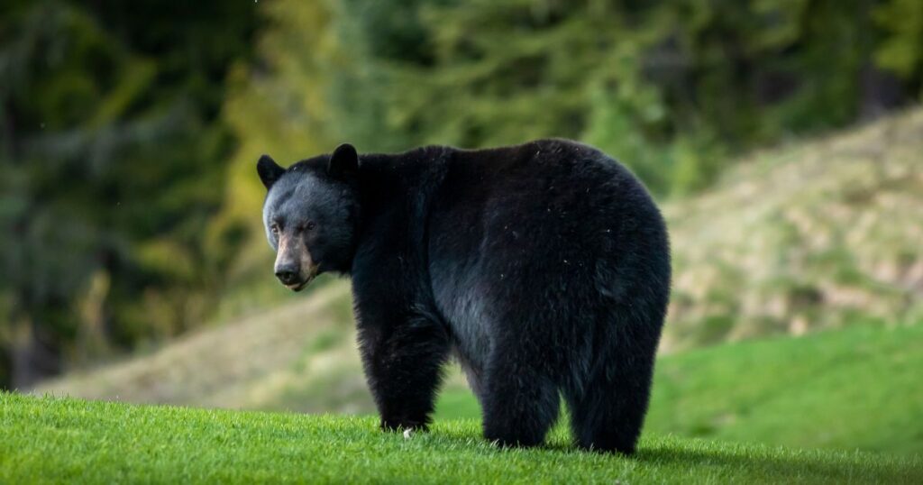 He Called In a Dead Bear Killing His Chickens—Now He’s Charged